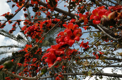   Cotton Tree       ( Bombax ceiba )