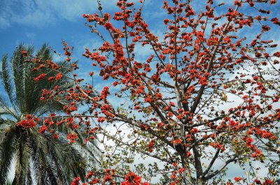  Cotton Tree       ( Bombax ceiba )