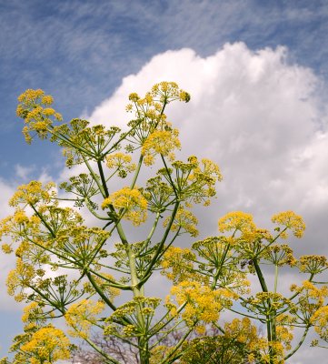 Giant Fennel  ( Ferula communis )