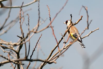 Goldfinch  ( Carduelis carduelis )