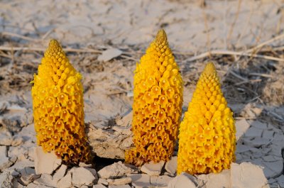  Desert Broomrape ( Cistanche tubulosa )