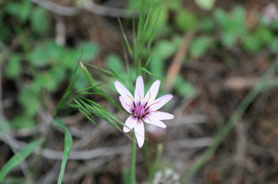 Geropogon hybridus