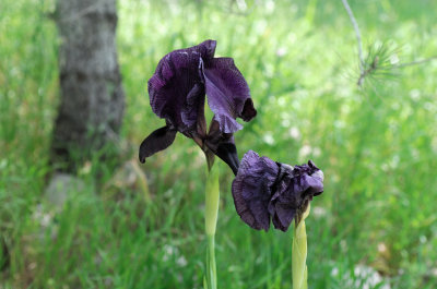 Gilboa Iris ( Iris haynei )