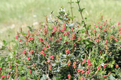 Thorny burnet,Pricky Burnet, Brushwood (Sarcopoterium spinosum)