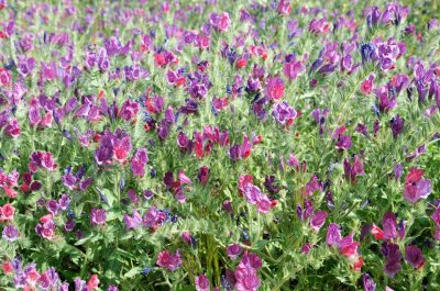  Purple Viper's Bugloss or Paterson's Curse ( Echium plantagineum )