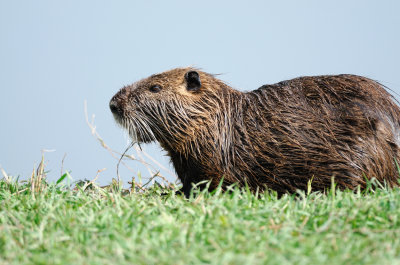 Myocastor ( Myocastor coypus )