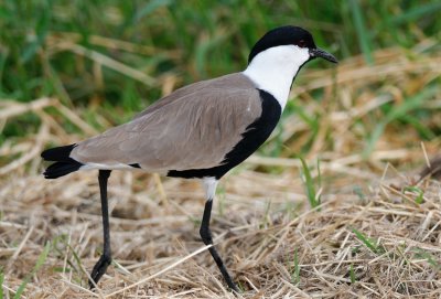 Spur-winged Lapwing  ( Hoplopterus spinosus )