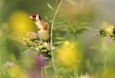 Goldfinch  ( Carduelis carduelis )