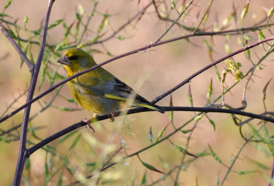 Greenfinch  ( Carduelis chloris )