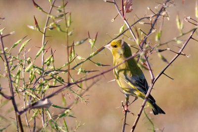 Greenfinch  ( Carduelis chloris )