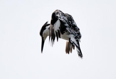 Pied Kingfisher ( Ceryle rudis )