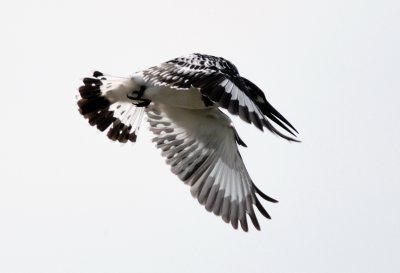 Pied Kingfisher ( Ceryle rudis )