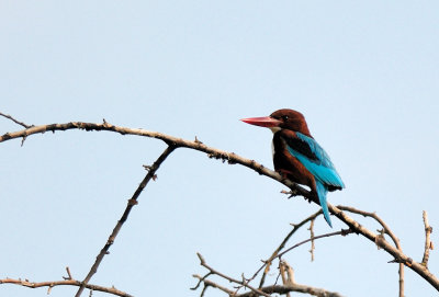 White-breasted or Smyrna Kingfisher ( Halcyon smyrnensis )