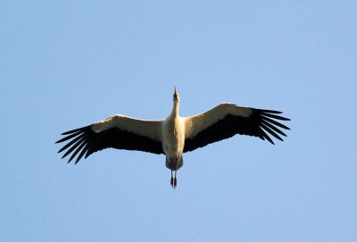  White Stork  ( Ciconia ciconia )