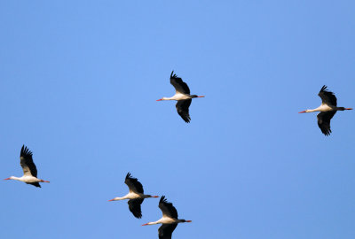 Migrating White Storks  ( Ciconia ciconia )