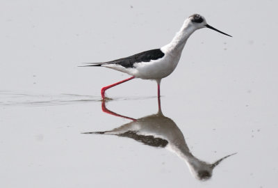 Black-winged Stilt (Himantopus himantopus)