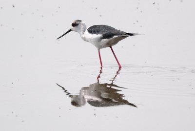 Black-winged Stilt (Himantopus himantopus)