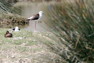 Black-winged Stilt (Himantopus himantopus)