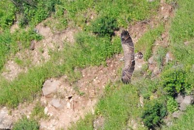 Spotted Eagle ? ( Aquila clanga )