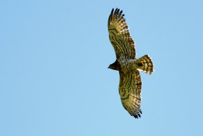 Short-toed Eagle  ( Circaetus gallicus )