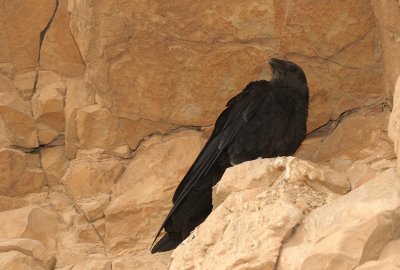 Fan-Tailed Raven (Corvus rhipidurus)