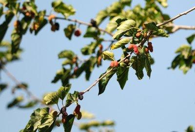 Black Mulberry tree  ( Morus nigra)