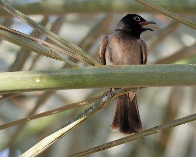 White-spectacled Bulbul ( Pycnonotus xanthopygos )