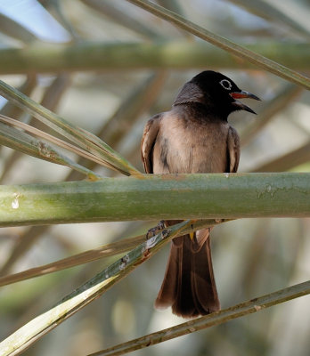 White-spectacled Bulbul ( Pycnonotus xanthopygos )