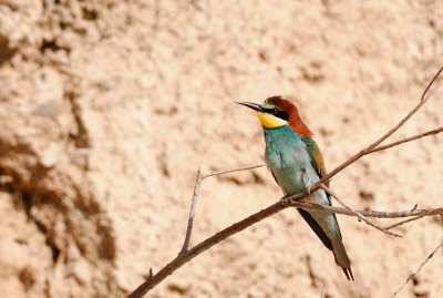 European Bee-Eater  ( Merops Apiaster )