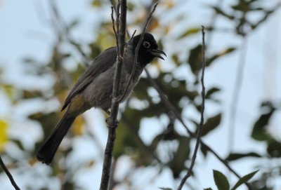 White-spectacled Bulbul ( Pycnonotus xanthopygos )