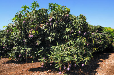 Mango trees (Mangifera indica L.)