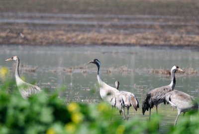 Common Crane ( Grus grus )
