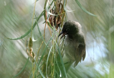 White-spectacled Bulbul ( Pycnonotus xanthopygos )