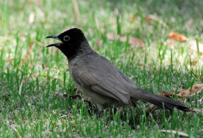 White-spectacled Bulbul ( Pycnonotus xanthopygos )