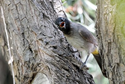 White-spectacled Bulbul ( Pycnonotus xanthopygos )