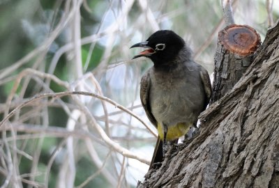 White-spectacled Bulbul ( Pycnonotus xanthopygos )