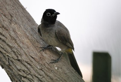 White-spectacled Bulbul ( Pycnonotus xanthopygos )