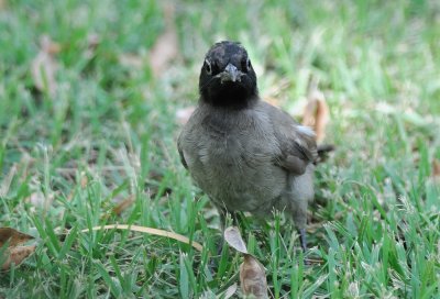 White-spectacled Bulbul ( Pycnonotus xanthopygos )