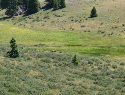 37 Mule deer