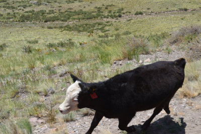 41 This young cow did not want to get out of the way