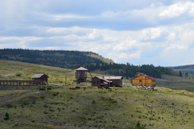 48 Old buildings at Osier with free range cattle