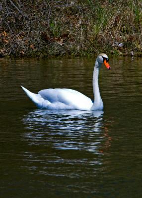 Mute Swan 1.jpg