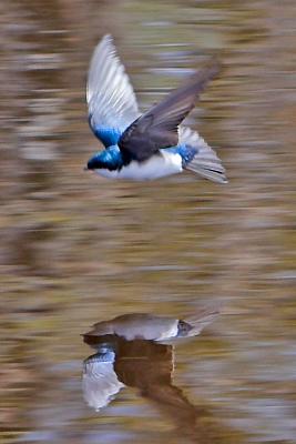 Tree Swallow.jpg