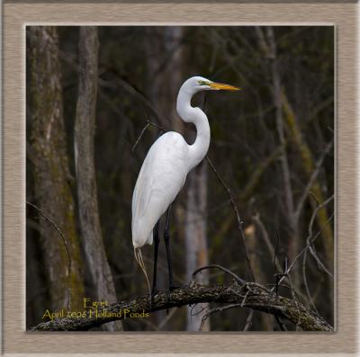  Egret.jpg