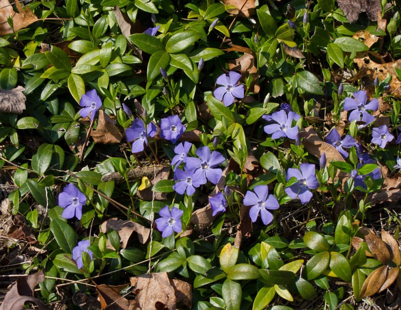 P3192691 Vinca