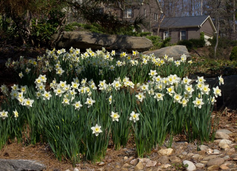 P3192692 Daffodils