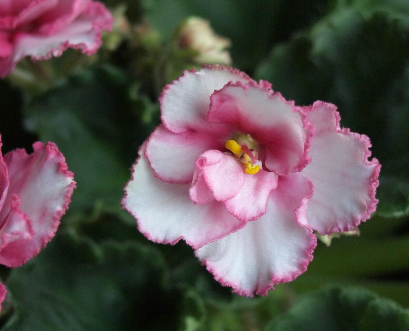P3212762 African Violet Closeup
