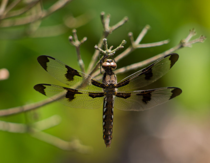 P5213928 Dragon Fly on Azalea Bush