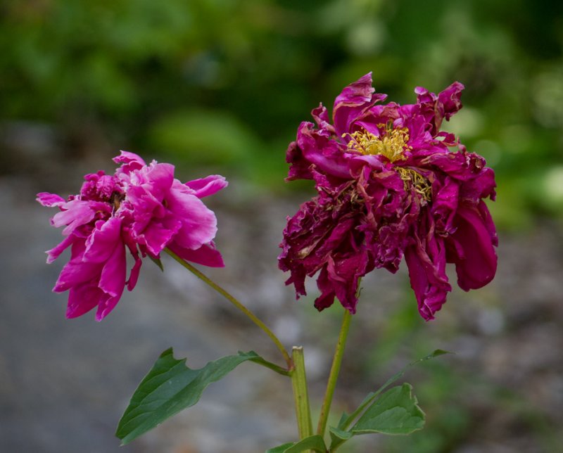 P5213932 We missed the peonies
