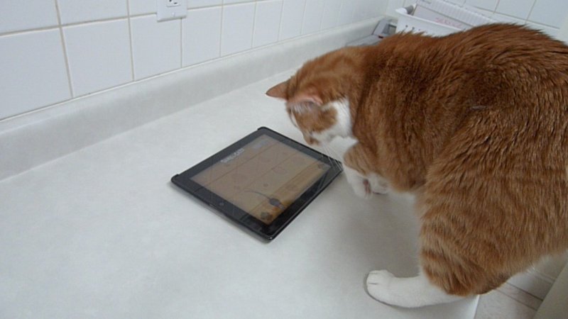 Video - Beegie Meets the Ipad (Panasonic LX3)